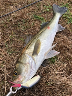 マルスズキの釣果