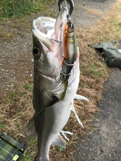 マルスズキの釣果