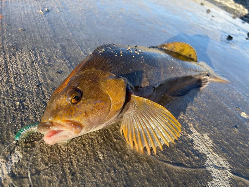 釣果