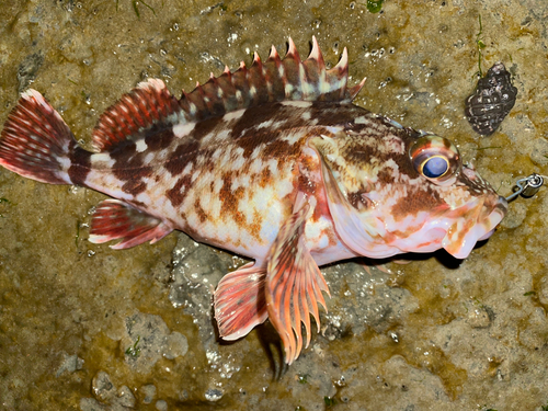 カサゴの釣果