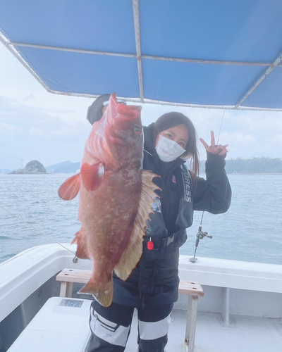 アコウの釣果