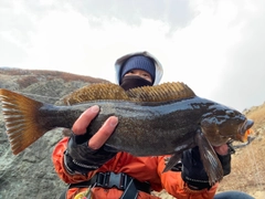 アイナメの釣果