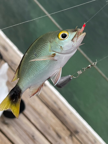 フエフキダイの釣果