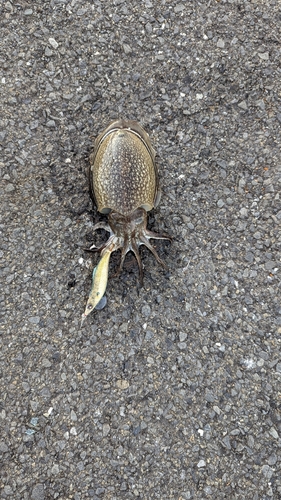 シリヤケイカの釣果