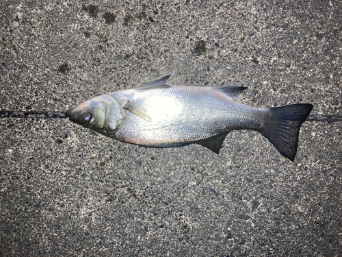 セイゴ（ヒラスズキ）の釣果