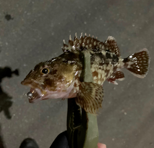 カサゴの釣果