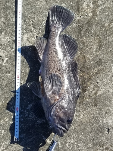 クロソイの釣果