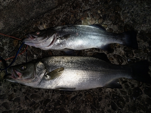 ヒラスズキの釣果