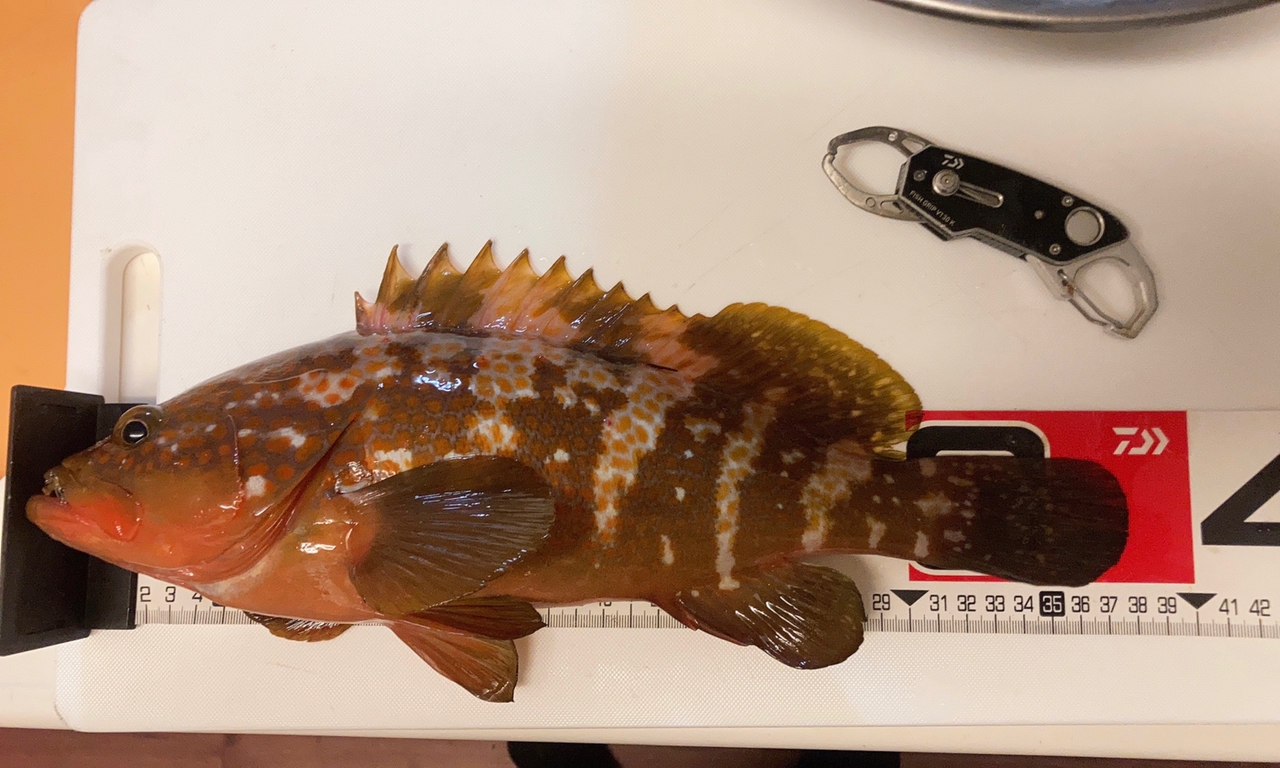 アコウ