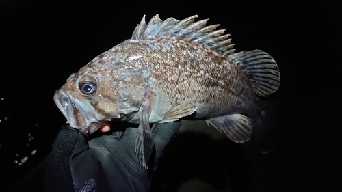 クロソイの釣果