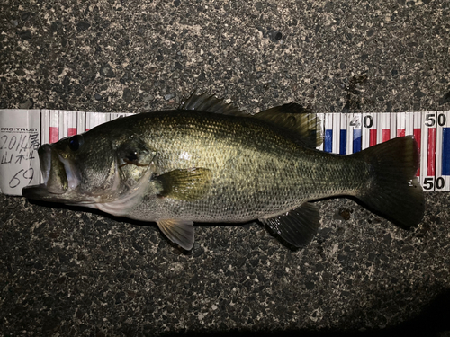 ブラックバスの釣果