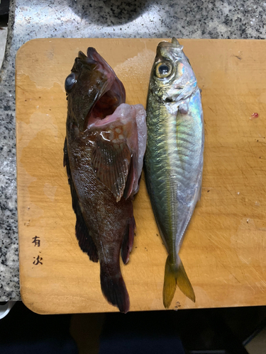 シロメバルの釣果