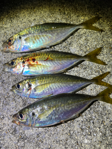 アジの釣果