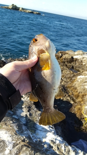 ヒガンフグの釣果