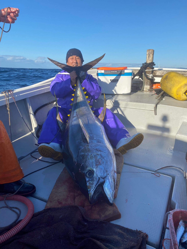 キハダマグロの釣果