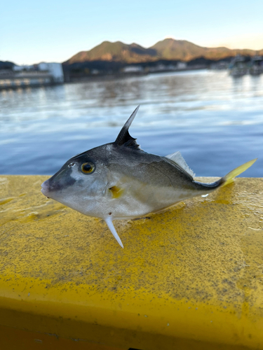 ギマの釣果