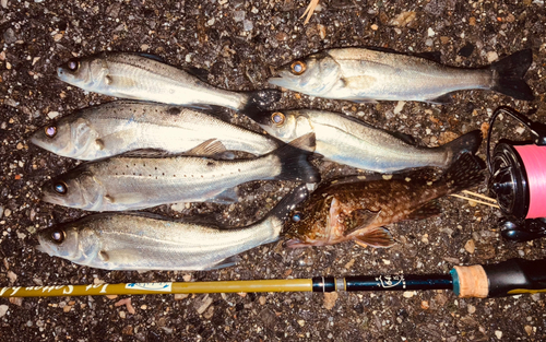 セイゴ（マルスズキ）の釣果