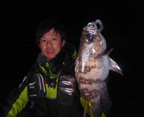 メバルの釣果