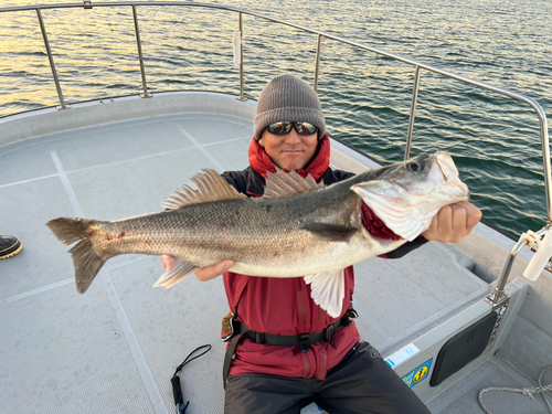 シーバスの釣果