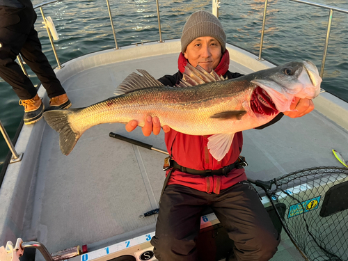 シーバスの釣果