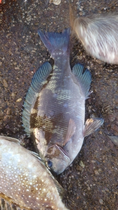 クチブトグレの釣果