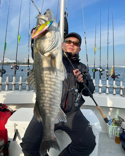 シーバスの釣果