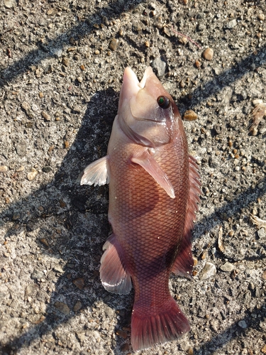 コブダイの釣果