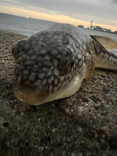 クサフグの釣果