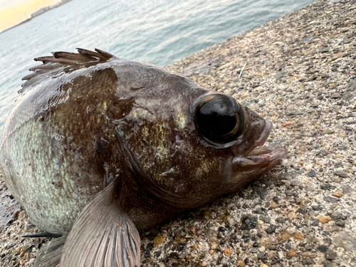 アカメバルの釣果