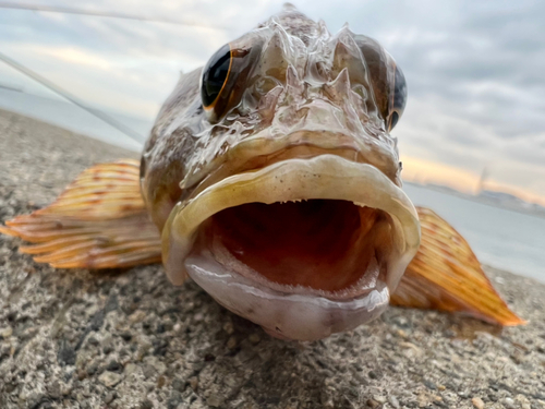 ガシラの釣果