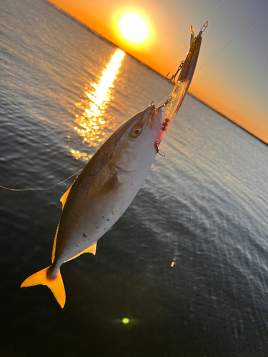 イナダの釣果