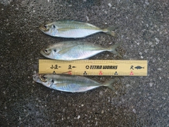 アジの釣果