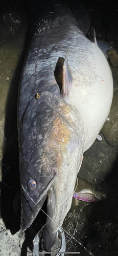 ビワコオオナマズの釣果