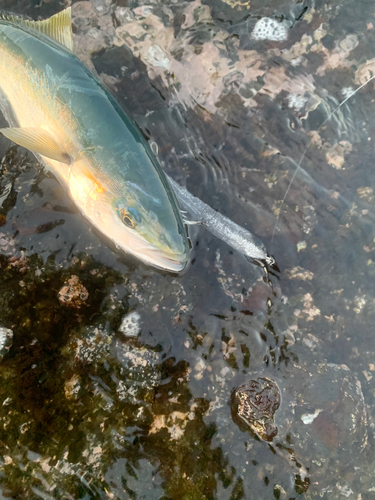 イナダの釣果