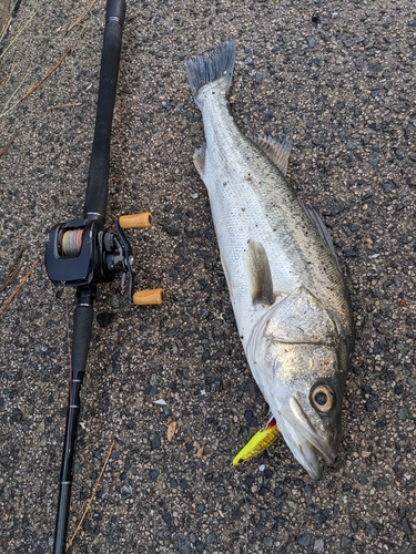 セイゴ（マルスズキ）の釣果