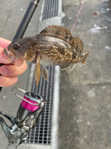 アイナメの釣果