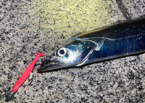 タチウオの釣果