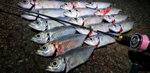 アジの釣果