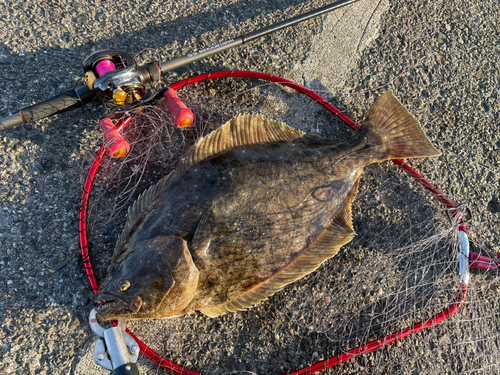 ヒラメの釣果