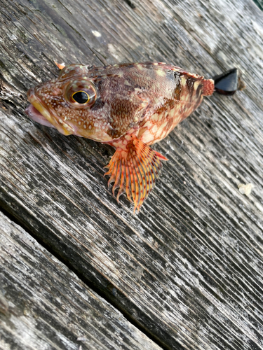 ガシラの釣果