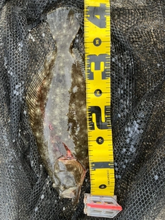 ヒラメの釣果