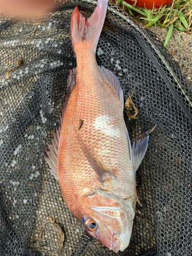 マダイの釣果