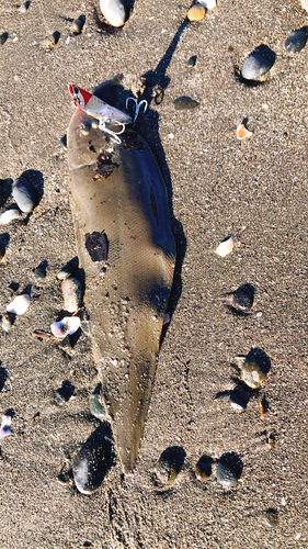 シタビラメの釣果