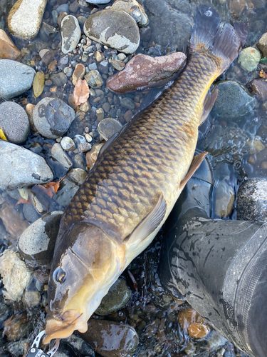 コイの釣果