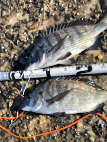 クロダイの釣果