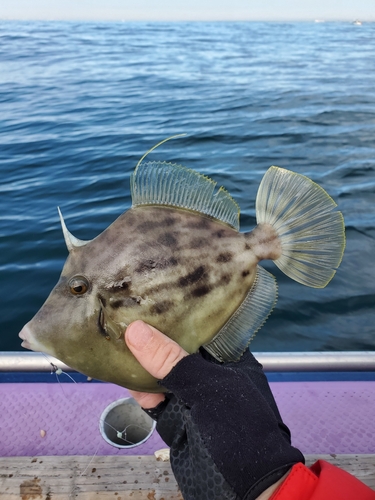 カワハギの釣果