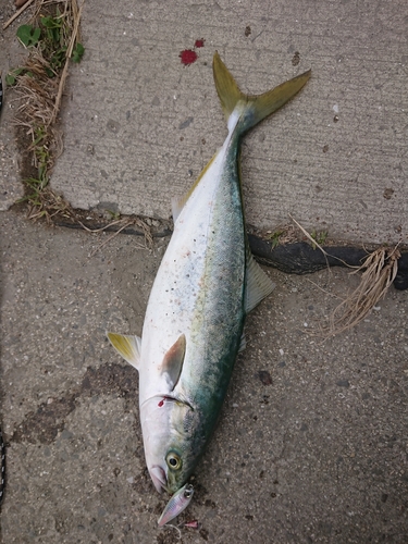 ツバスの釣果