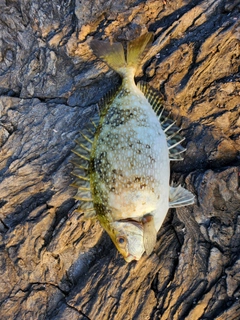 アイゴの釣果