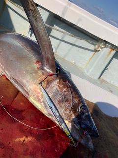 ビンチョウマグロの釣果