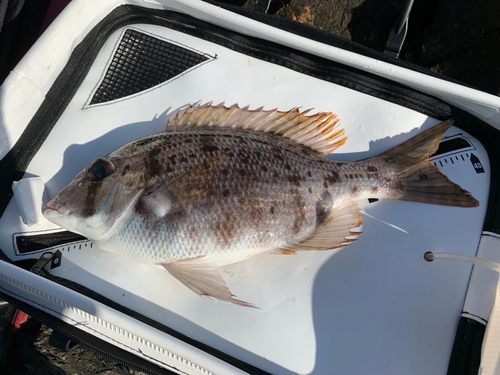 メイチダイの釣果